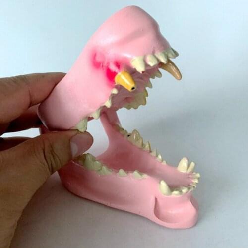 Dog pathological tooth model dog tooth model pet teaching demonstration model dog diseased tooth canine oral cavity