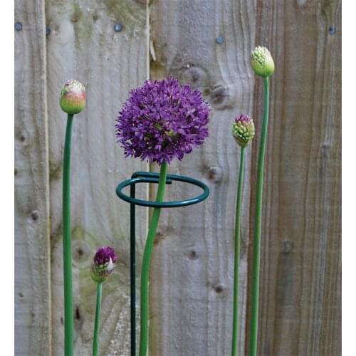4pcs Plant Support Stem Round Ring Cage Garden Flower Support Iron Wire Hoop Potted Stent Metal Plant Stand