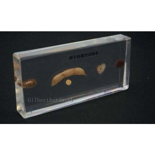 4 Kinds Of Seed Specimens In Clear Lucite Block Educational Instrument Specimens