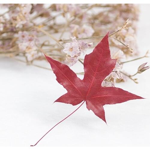 50pcs real Dried Flower maple leaves Ginkgo leaves for Epoxy Resin craft Pendant DIY bookmark SOAP FLOWER Accessories home deco