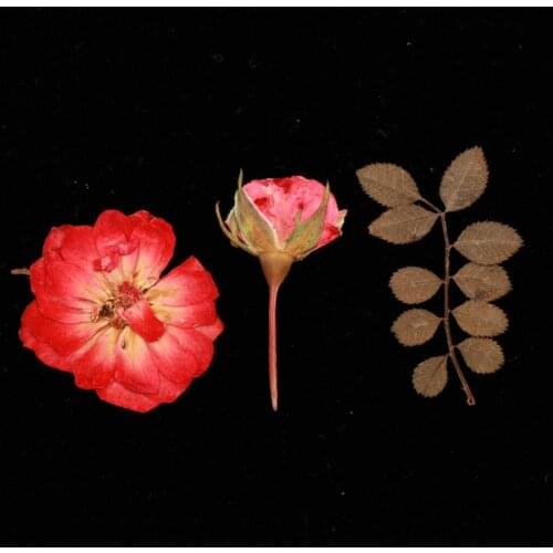 Natural Pressed Flowers Dried Rose for Handmade Card Candles Making Supplies