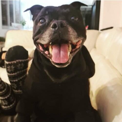 New Arrival Spring Autmn Dog Hoodie Pet Clothes For Small Medium Dogs Teddy Chihuahua Schnauzer Pug Jacket Coat Sweater LXC21