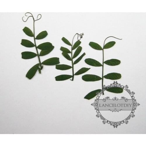 Small packs real dry pressed flower green leaf craft for DIY glass dome resin filling 1503098
