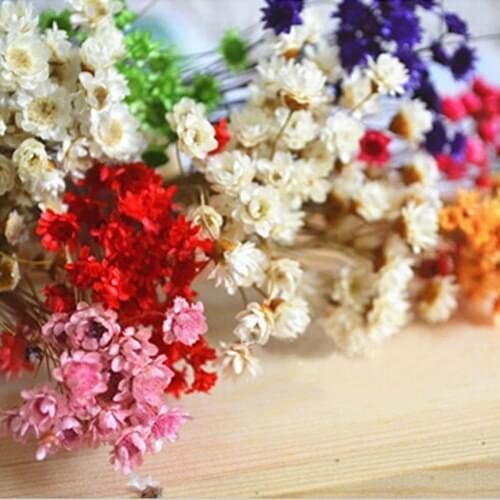 20PCS Real dried flowers for Filler of the mini glass bottles MINI Star daisy preserved fresh flower glass globe filler fi