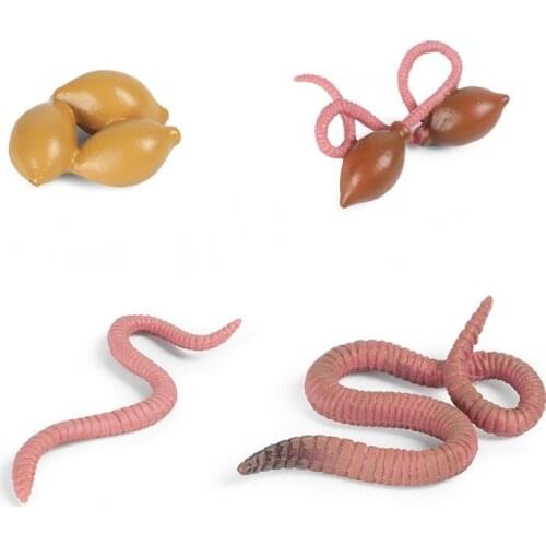 Educational Model Insects PVC Earthworms Growth Cycle Scene Design Simulation Powder Toy Decoration Gift
