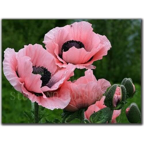 Diamond Mosaic Diy Diamond Embroidery Pink Flowers Covered In Dew Full Diamond Painting Cross Stitch Rhinestone Home Decorations