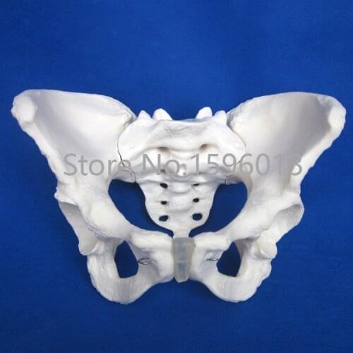 HOT Adult Female Pelvis Model, Human Pelvis Model