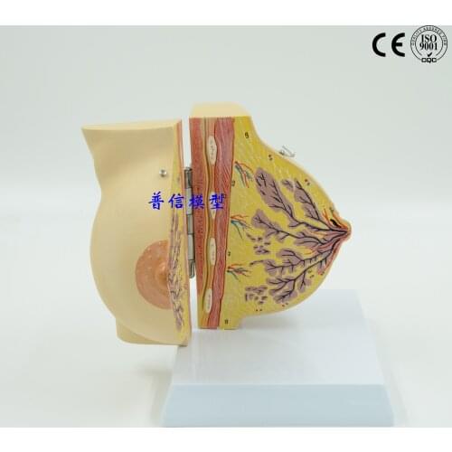 Free shipping&Breast anatomy model,breast enhancement cosmetology model,stationary phase breast for medical education