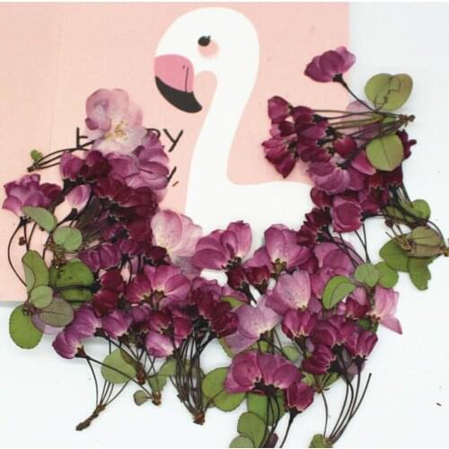60pcs Pressed Dried Cerasus sp Cherry Flower Plants Herbarium For Resin Jewelry Making Postcard Frame Phone Case Craft DIY