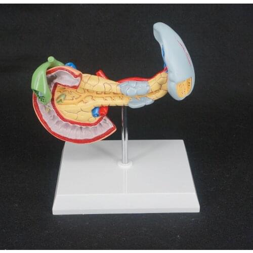 Human Liver Pancreas and Duodenum Anatomical Model Medical Anatomy Teaching Resources