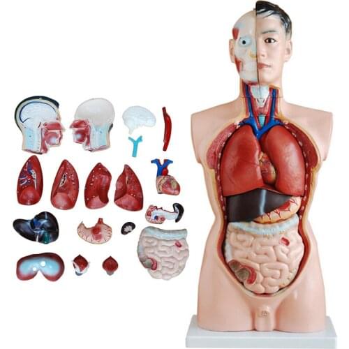 85CM Male Torso Model 19 Human Detachable Organ Model Human Visceral Teaching Model Human Body Model Internal Organs Model