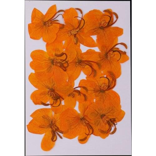 12 Pcs Natural Dried Pressed Flowers Cassiae Flowers DIY Scrapbooking Crafts