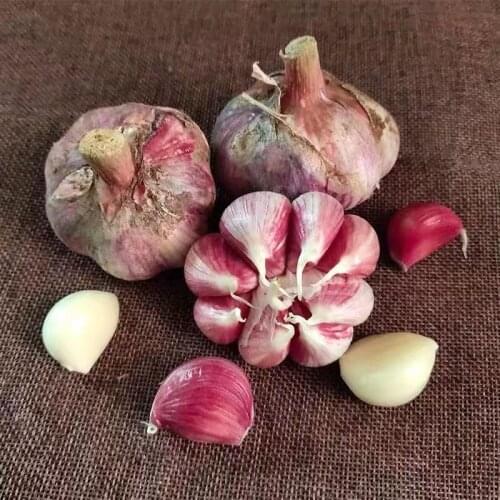 ORGANIC Garlic Elephant Garlic Red Garlic