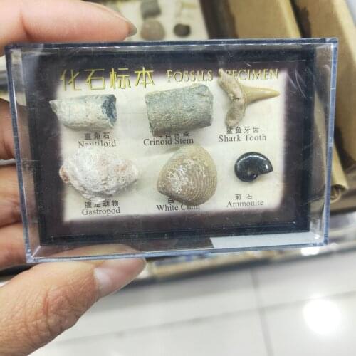 1 Box Natural Marine Fossil Specimens Sample Ocean Animal Plant Material Rock Healing Stone Collection Ornament
