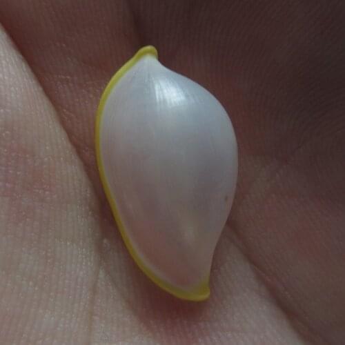 1 pc Natural Nautical Spiral Seashell For Glass Bottle Fish Tank DIY Handmade Home Decoration Accessories Beach