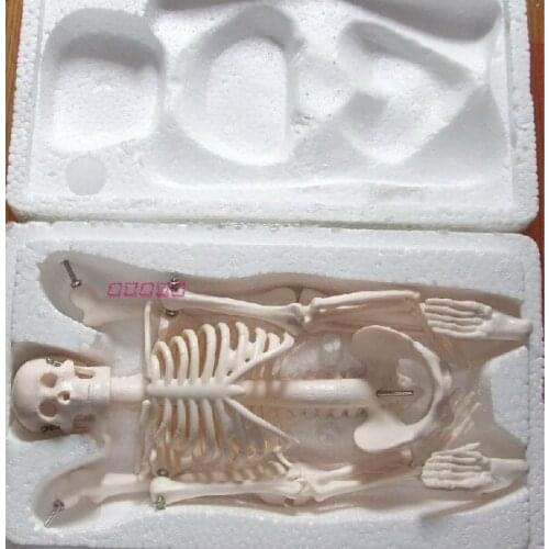Skeleton model human skeleton Model 45cm pvc human body model skull skeleton model