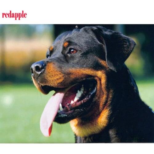 5d Diamond Embroidery Rottweiler 3d Diamond Animal Dog Mosaico Cross Stitch Painting Rhinestones Home decoration Accessories