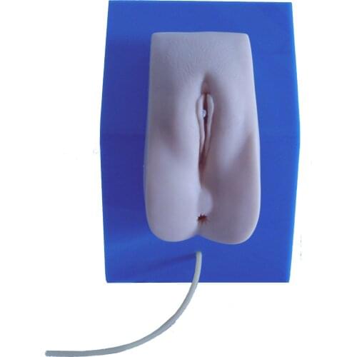 Internship care model Urinary model Genital teaching aid Advanced female catheterization model
