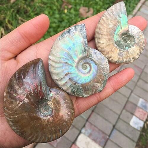 Beautiful Spiral Natural Ammonite Fossil Madagascar Colorful Shell Fossil Specimen Nice Gift For Stone Collection