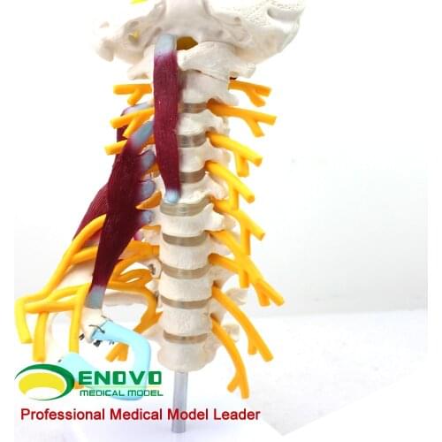 1:1 LifeSize Cervical Vertebrae Spine Human Anatomy Spinal Cord Sketelon Brain Stem Occipital Bone Atlas