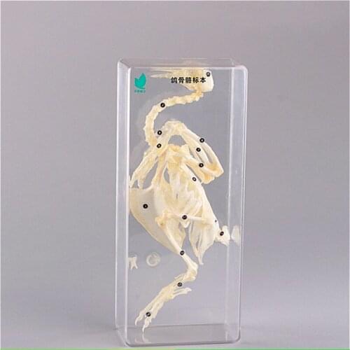 Pigeon bone specimen Natural science insect specimens Popular science teaching products Steam teaching aids