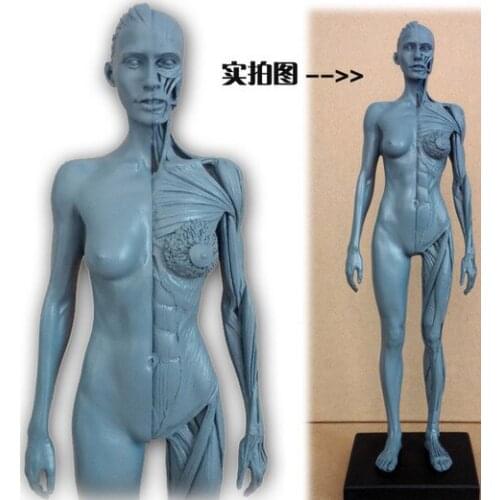 30cm Human Female Model Anatomy Skull Head Muscle Bone Medical Artist Drawing skeleton for sale art supplies