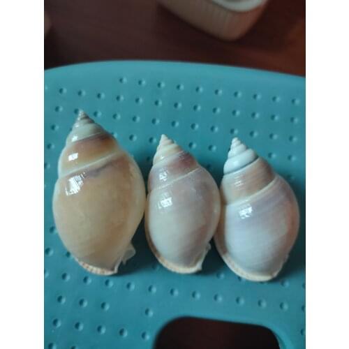 Natural Shell Conch Man Conch Home Decoration Hermit Crab Replacement Shell Photography Props