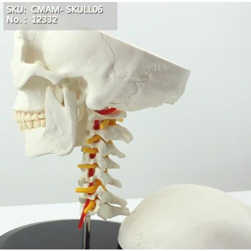 CMAM/12332 Skull, cervical vertebra, Plastic Skull Medical Anatomical Model