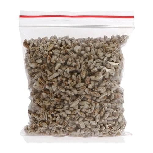 White Hat Button Mushroom Seed 100 g