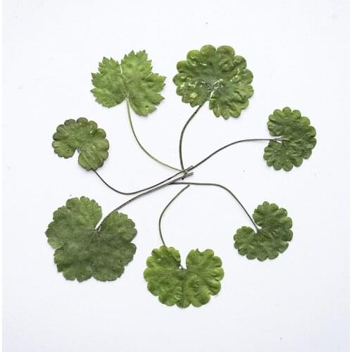 120pcs Pressed Dried Flower Mazus japonicus Leaf Herbarium For Make Up Nail Art Jewelry Bookmark Phone Case Invitation Card DIY