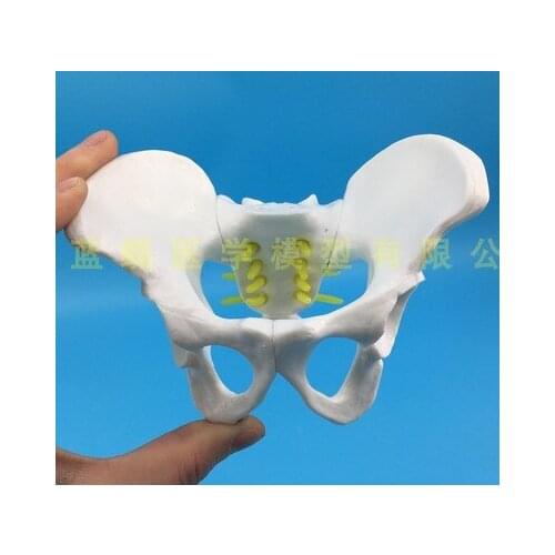 Small Female Pelvis model Childbirth Education pelvis human skeleton model free shipping