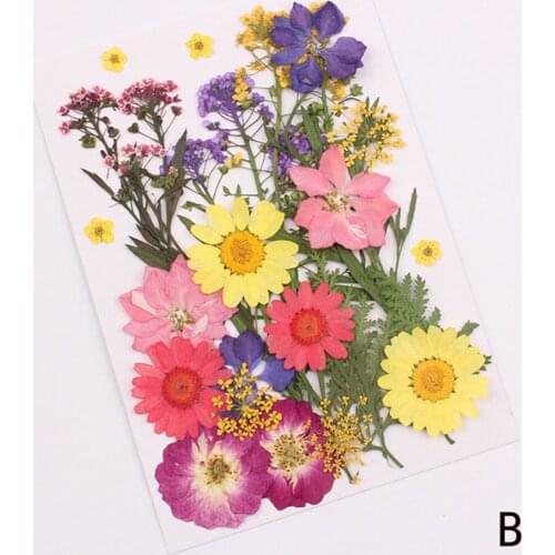 Pressed Flower Mixed Organic Dried Flowers DIY Art Floral Decors Collection Gift Home Accessories