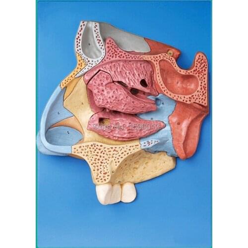 Median Sagittal Section of Nasal Cavity Model, Anatomical Nasal Cavity Model