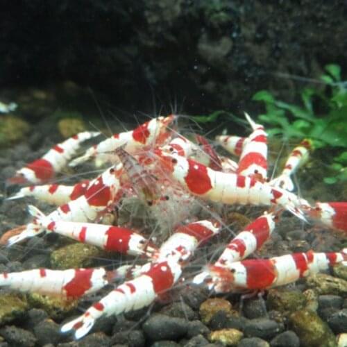 Aquarium Fishes Forage Crystal Shrimp Feeding Feed Natural Algae Fish Food