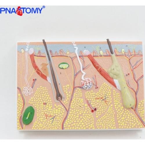 Enlarged Human Skin model Skin Structure Anatomy Tool Medical Teaching Gift Plastic Surgery Department Demonstration