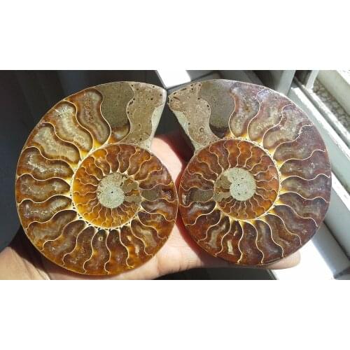 271g 1 Pair Half Cut Ammonite Shell Jurrassic Fossil Specimen Madagascar