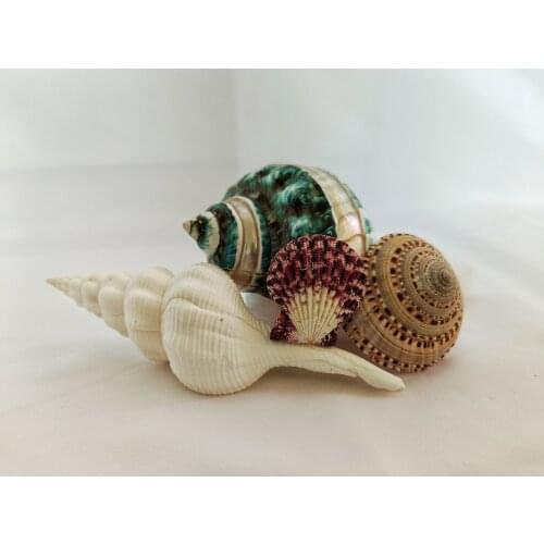 4 pcs combination natural conch shell beautiful home decoration living room decoration pleasing to the eye
