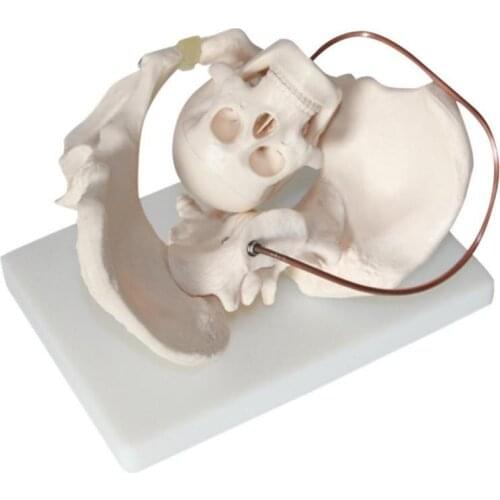 1:1 Female Pelvis Model teaching model Female delivery process Delivery pelvis skeleton Human anatomical anatomy body