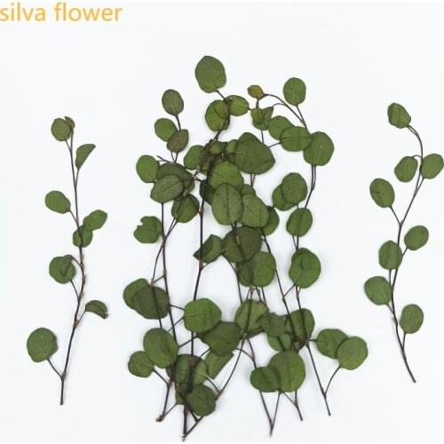 Chiba Chlorophytum Dry Flower Embossing DIY Manual Flower Drawing Bookmark Aromatherapy Candle Table Home Decoration Accessories