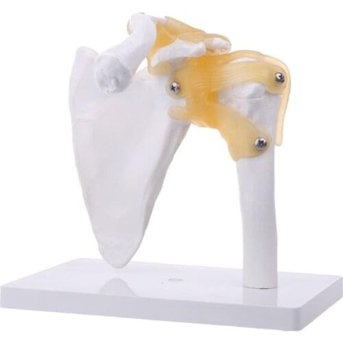 OOTDTY Anatomical Models