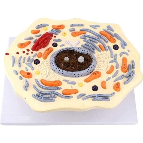Animal Cell Model Animal Cell Structure Microscope Magnification Scientific Human Anatomy Scientific Kit