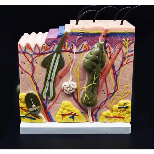 Normal Skin Skeleton Anatomical Anatomia Regional Model Anatomy High-quality PVC Plastic Base