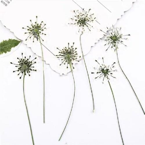 60pcs Pressed Dried Ammi Flower With Stem Plant Herbarium For Make up Jewelry Photo Frame Phone Case Bookmark Making DIY