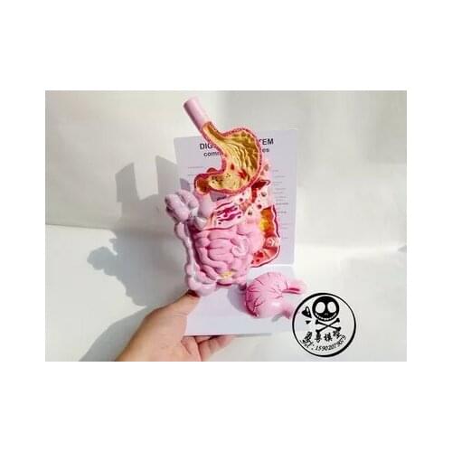 Human Digestive system Stomach anatomy the large intestine Cecum rectum Duodenum free shipping