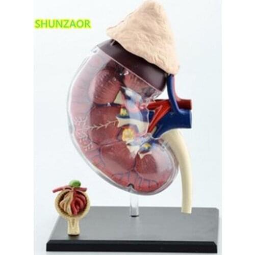 4D Human kidneys teaching model medicine medical equipment model puzzle assembling toys