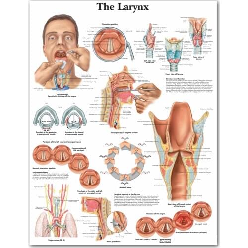 WANGART Anatomical Charts Larynx Chart Canvas Print Wall Pictures For Living Room Medical Education Office Home Decor