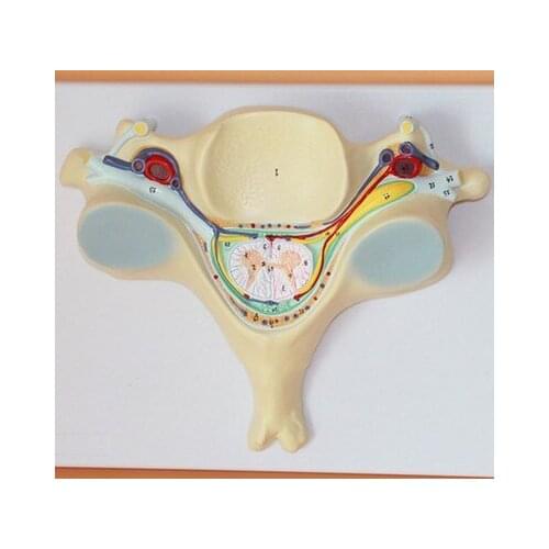 Cervical vertebra spinal cord Spinal nerve Zoom model 7.5*32*24cm free shipping