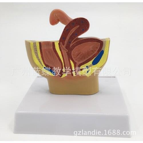 Mini female pelvic sagittal anatomy model female genitourinary system small female pelvic birth control demonstration
