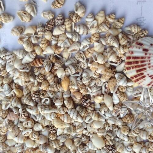 Natural Very Mini Sea Shell small sea conch 200pcs 0.9-1.5cm for DIY home wedding decoration Aquarium landscape Natural conch