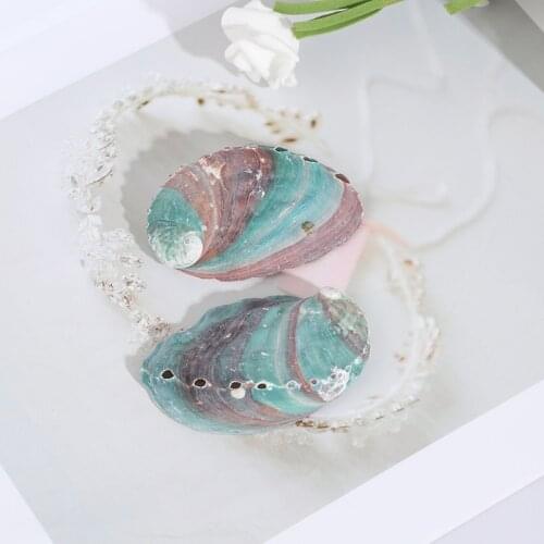 2pcs6-7cm Abalone shell natural conch shell fish tank landscape DIY handmade material painting room decoration photography props
